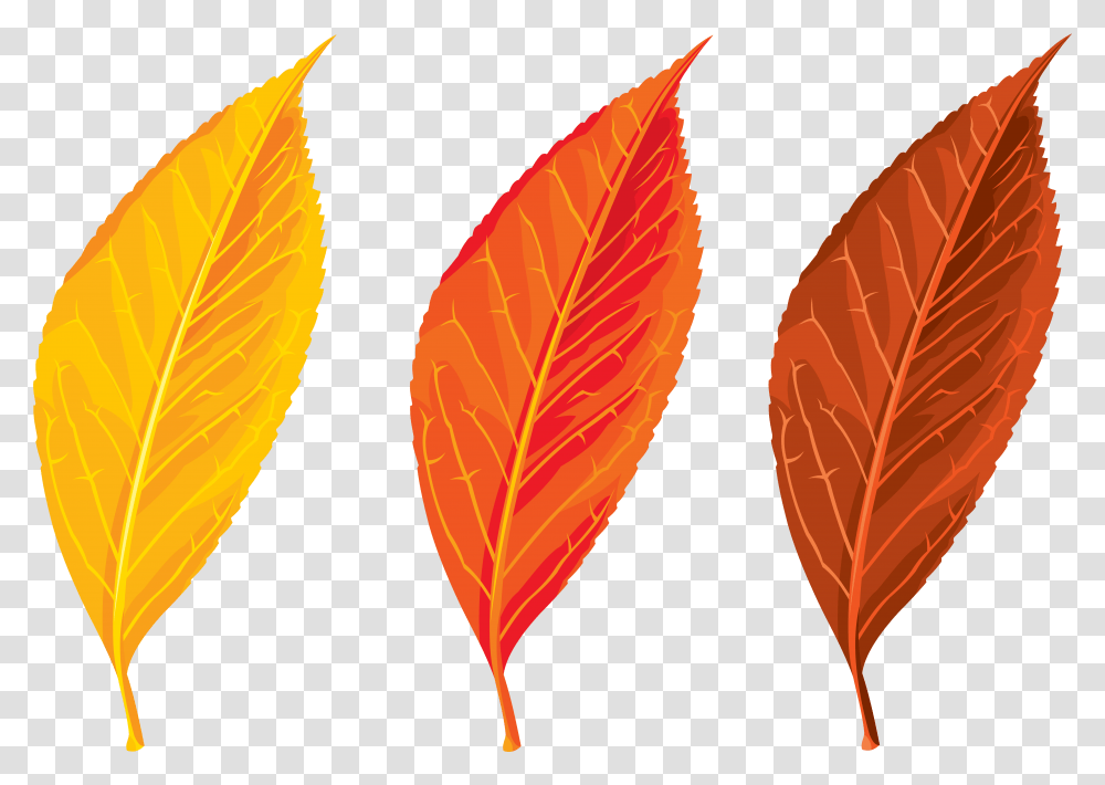 Free Clipart Autumn Leaves Autumn Leaves Clip Art, Leaf, Plant, Veins, Tree Transparent Png