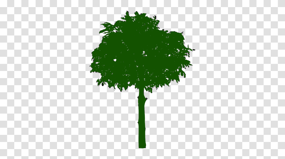 Free Clipart Bare Tree Branches, Plant, Leaf, Green, Vegetation Transparent Png