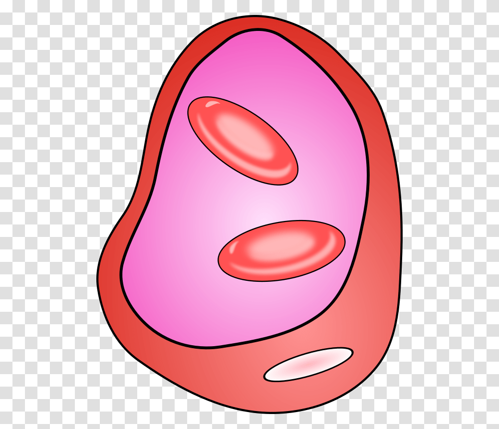 Free Clipart Blood Vessel With Erythrocites Jetxee, Label, Mouth, Contact Lens Transparent Png