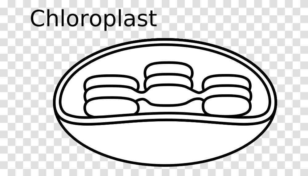 Free Clipart Chloroplast Torisan, Bowl, Couch, Furniture, Teeth Transparent Png