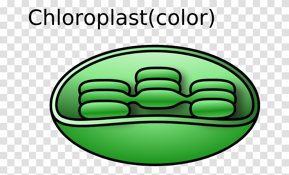 Free Clipart Chloroplast Torisan, Bowl, Green, Buckle, Dish Transparent Png