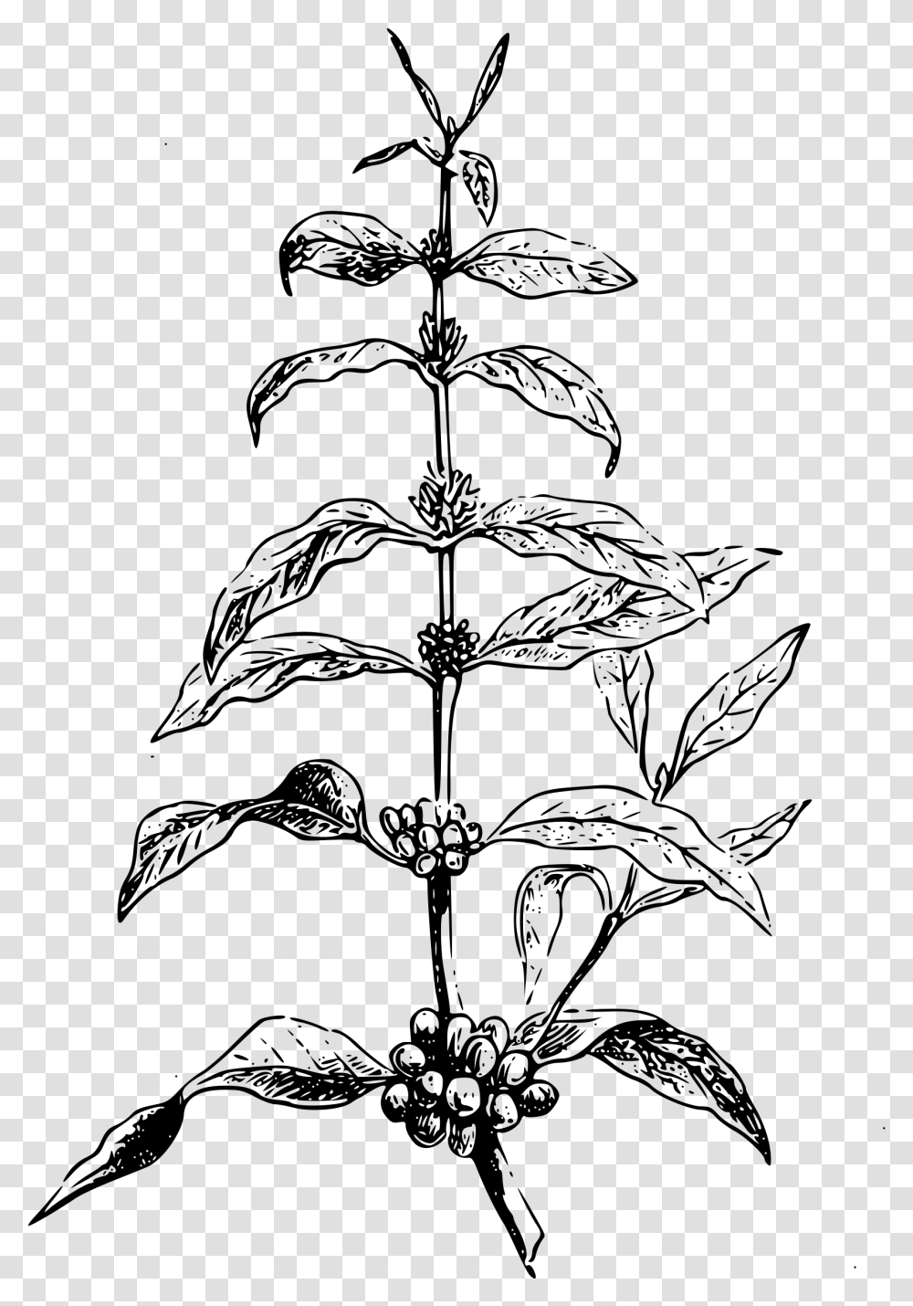 Free Clipart Coffea Plant Big Image Coffee Tree Vector, Gray, World Of Warcraft Transparent Png
