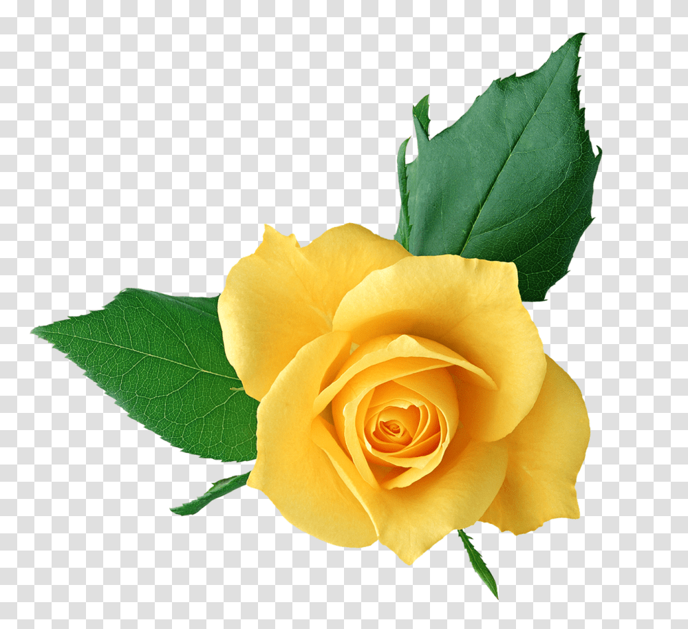 Free Clipart Ellow Rose, Flower, Plant, Blossom, Petal Transparent Png