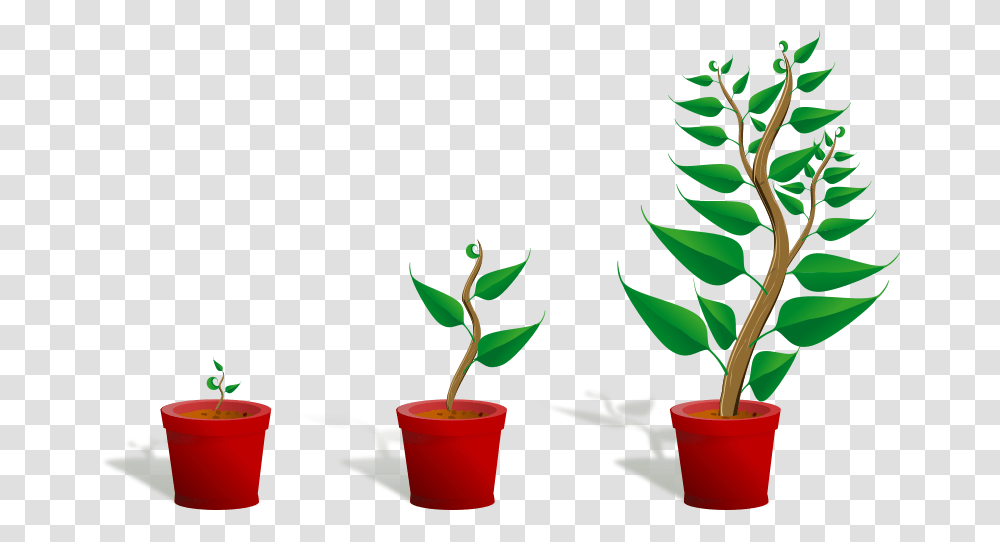 Free Clipart Green Plant In Its Pot In Three Different Phases, Soil, Pottery, Leaf, Aloe Transparent Png