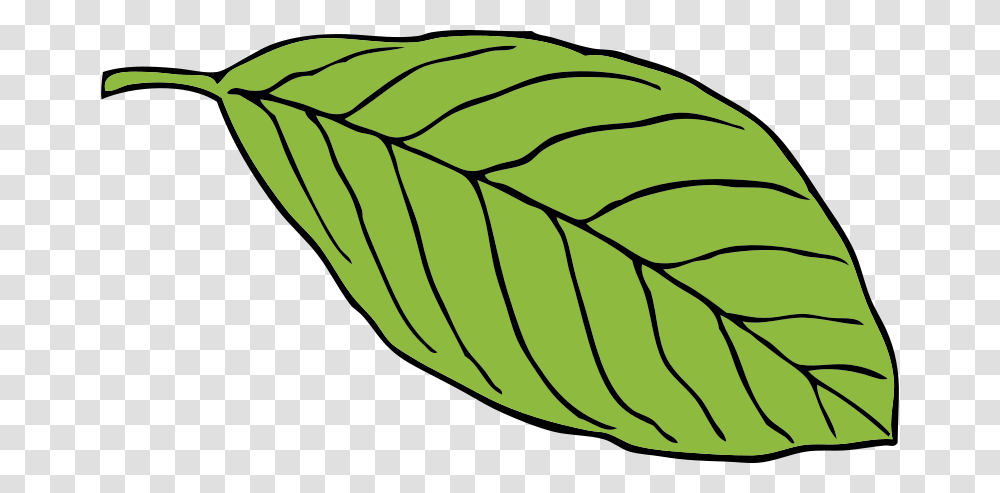 Free Clipart, Leaf, Plant, Veins, Food Transparent Png