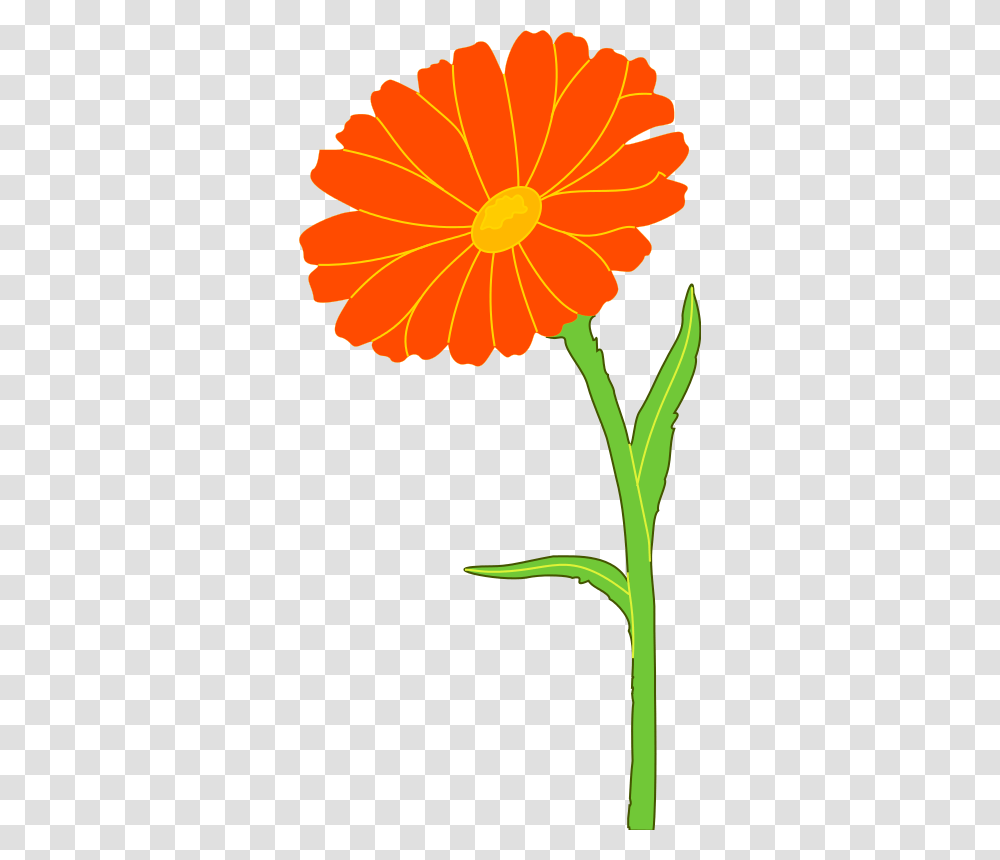 Free Clipart Marigold Xavidotron, Plant, Flower, Blossom, Petal Transparent Png