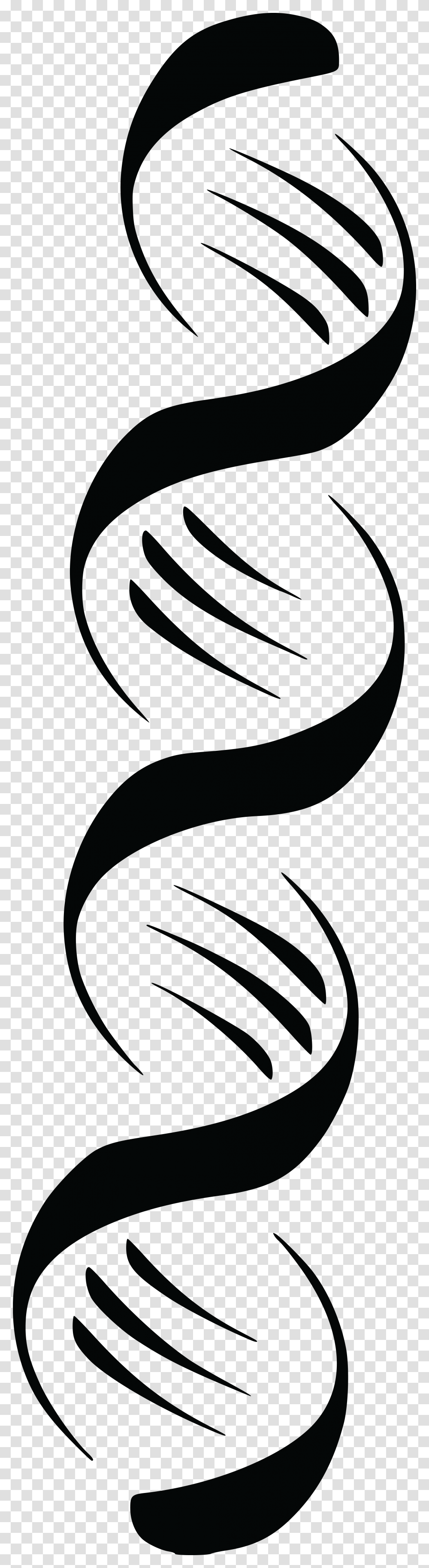 Free Clipart Of A Black And White Dna Double Helix Strand, Face, Photography Transparent Png