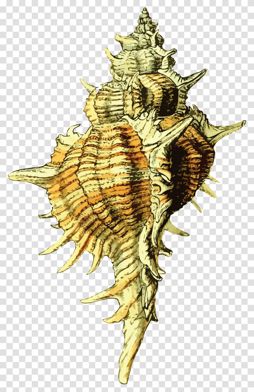 Free Clipart Of A Conch Sea Shell Seashell, Animal, Reptile, Bird, Fossil Transparent Png