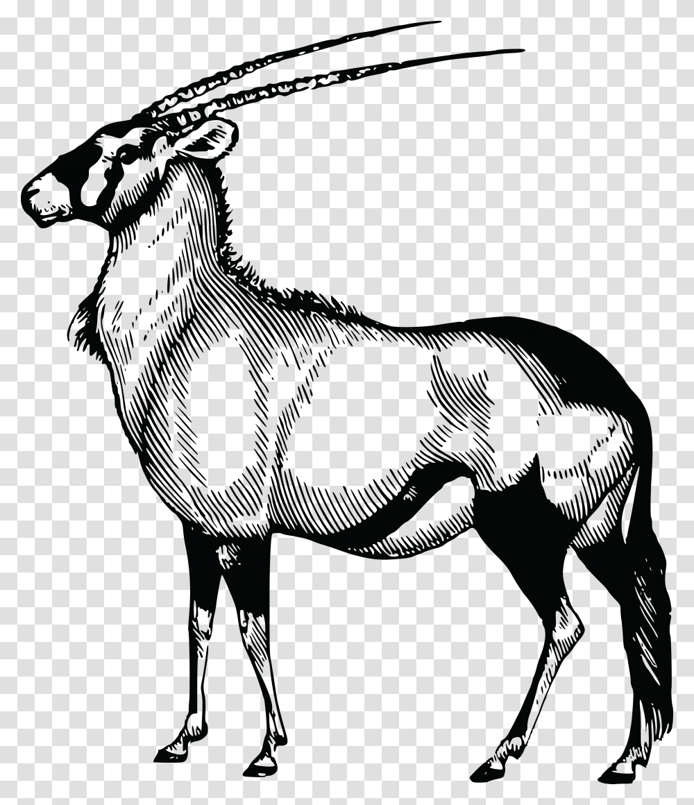 Free Clipart Of A Gazelle, Antelope, Wildlife, Mammal, Animal Transparent Png
