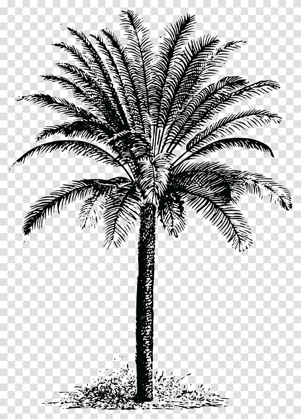 Free Clipart Of A Palm Tree Drawing Dates Palm Trees, Plant, Arecaceae, Lighting, Elephant Transparent Png