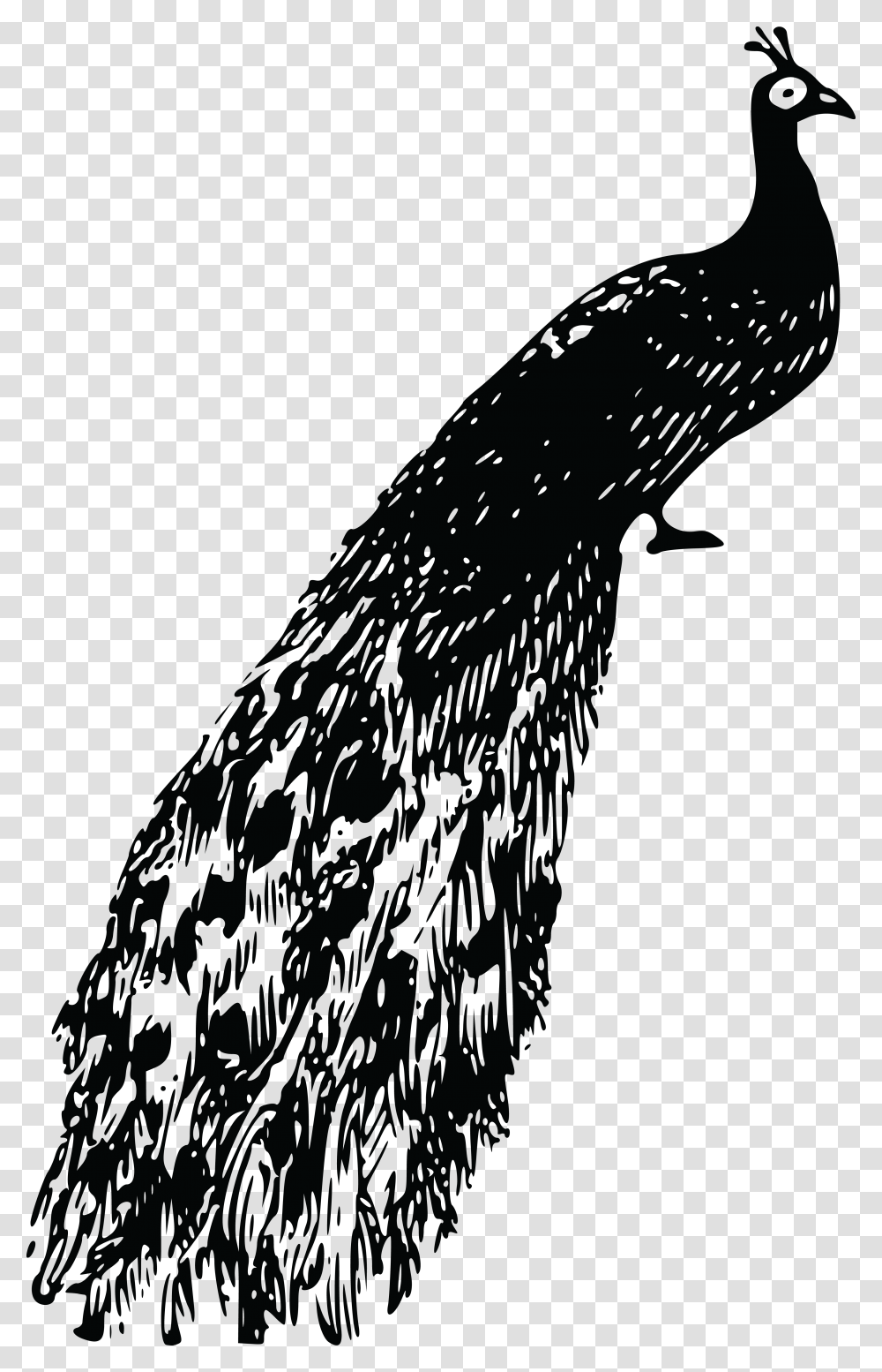 Free Clipart Of A Peacock Peacock Clipart Black And White, Silhouette, Bird, Animal, Arm Transparent Png