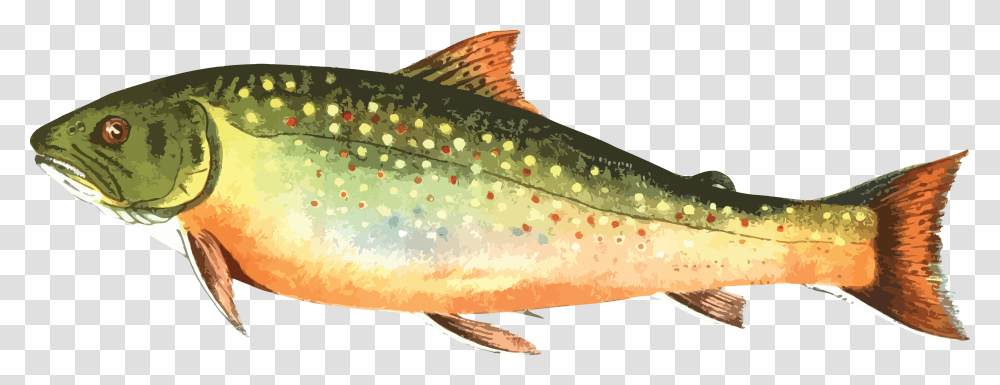 Free Clipart Of A Trout Fish Brook Trout Clipart, Animal, Cod Transparent Png