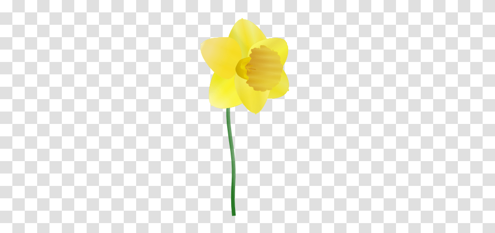 Free Clipart Of Daffodil Susan Park, Plant, Flower, Blossom, Tulip Transparent Png