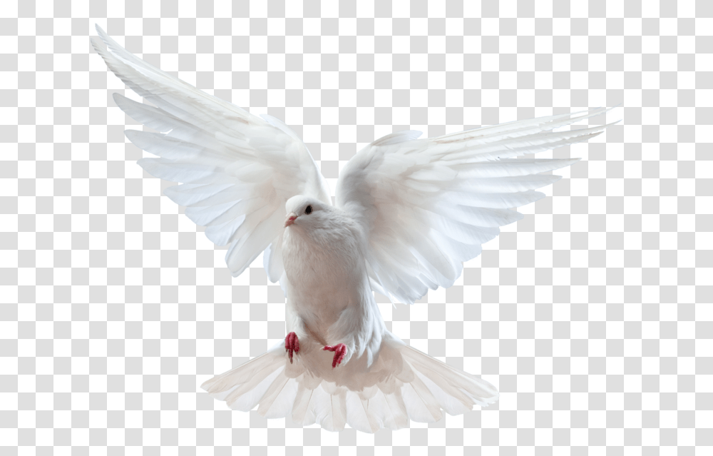 Free Clipart Of Prayer Requests Happy Pentecost Day Wishes, Bird, Animal, Dove, Pigeon Transparent Png