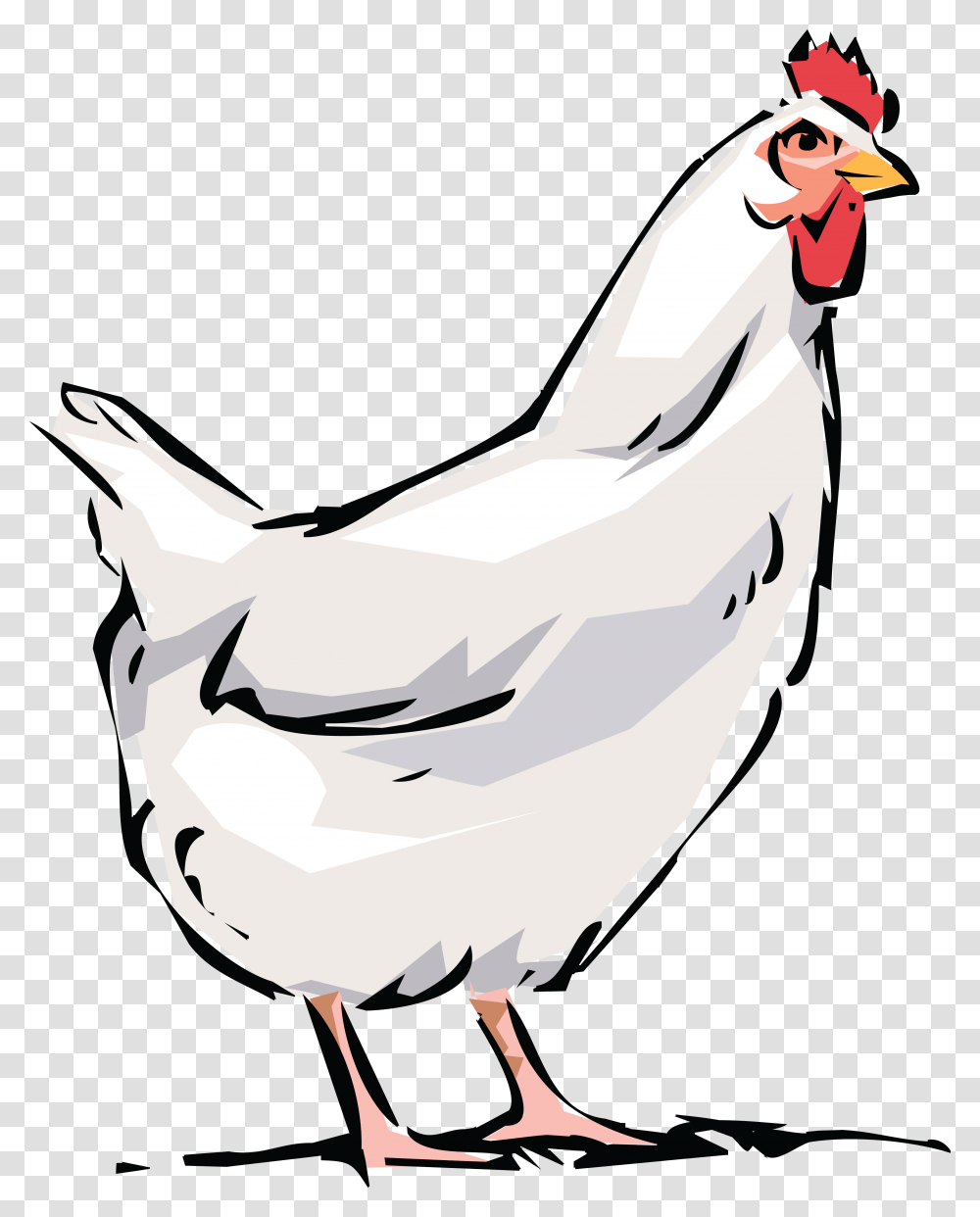 Free Clipart Of White Hen, Poultry, Fowl, Bird, Animal Transparent Png