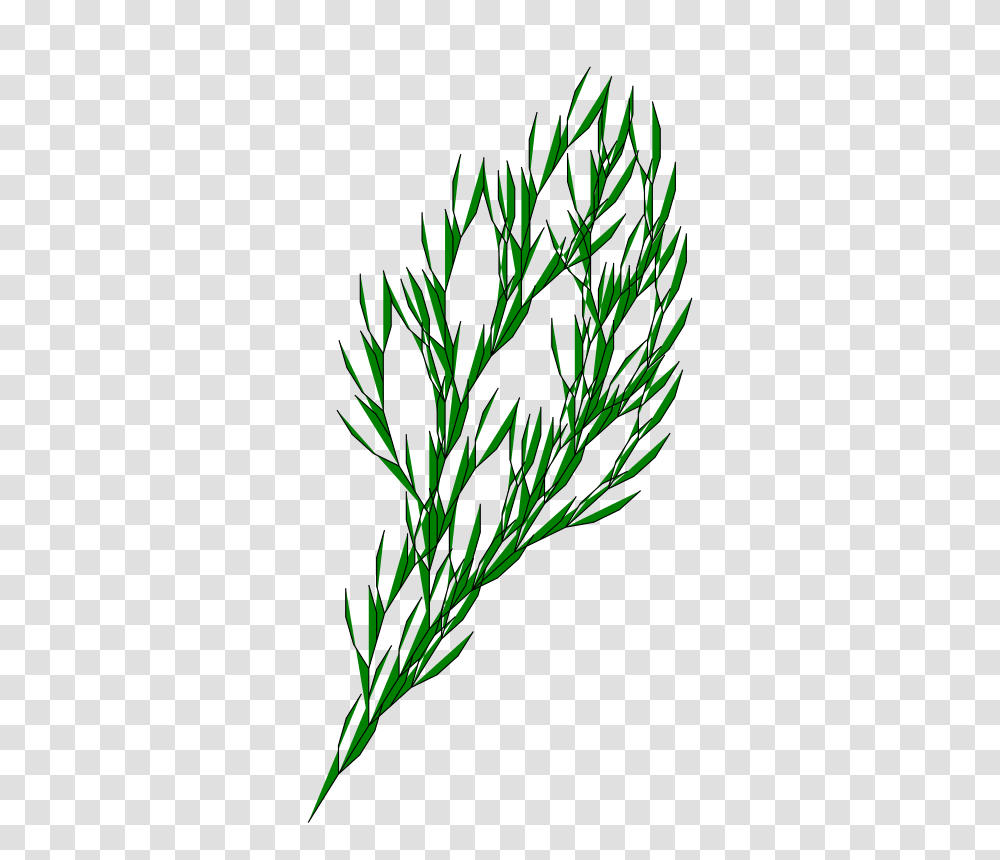 Free Clipart, Plant, Dill, Seasoning, Food Transparent Png