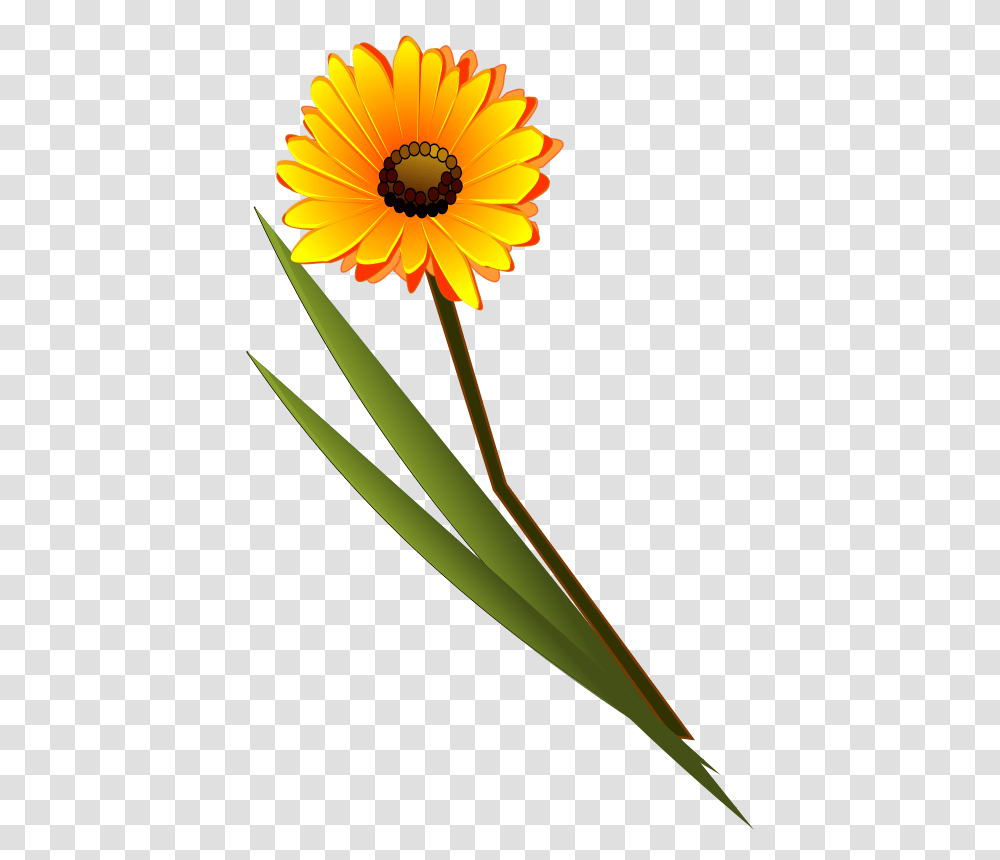 Free Clipart, Plant, Flower, Blossom, Daisy Transparent Png