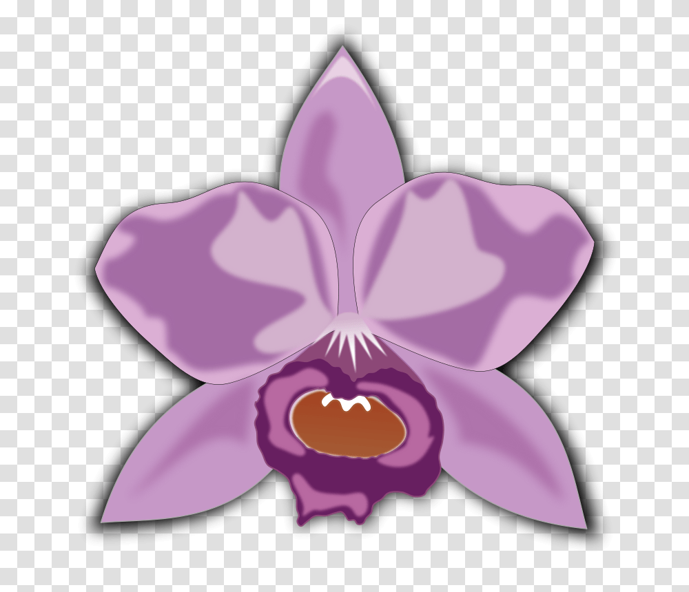 Free Clipart, Plant, Flower, Blossom, Orchid Transparent Png