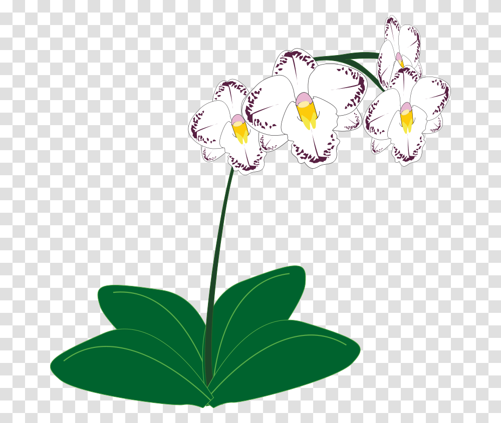 Free Clipart, Plant, Flower, Blossom, Orchid Transparent Png