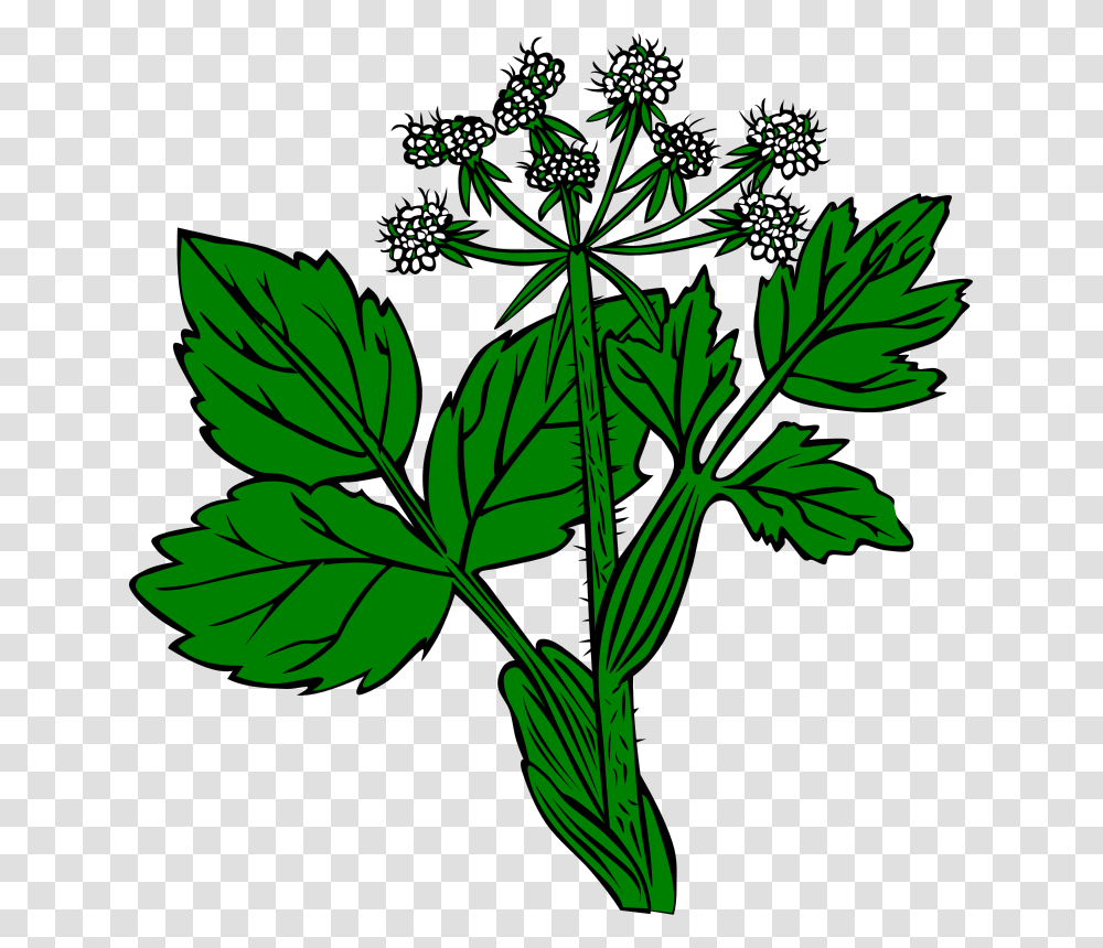 Free Clipart, Plant, Seasoning, Food, Flower Transparent Png