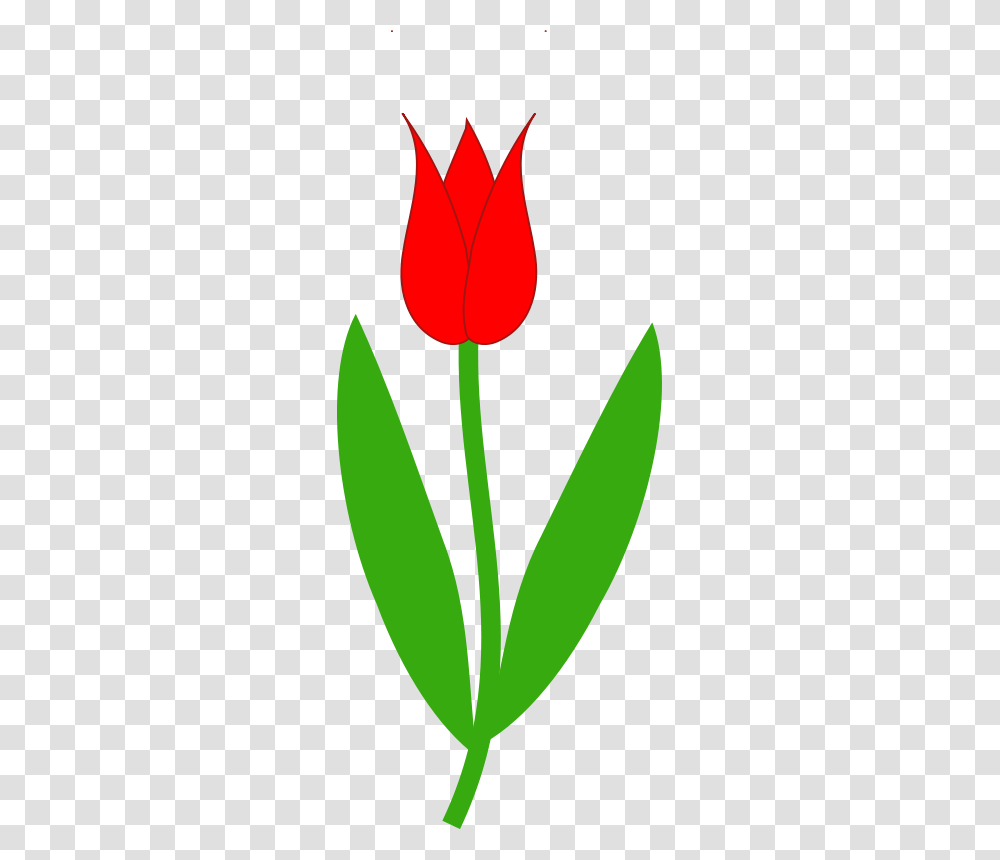 Free Clipart, Plant, Tulip, Flower, Blossom Transparent Png