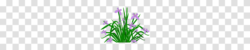 Free Clipart Plants Collection Of Free Blighted Clipart Plant, Flower, Blossom, Iris, Purple Transparent Png