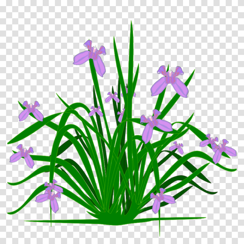 Free Clipart Plants Free Clipart Download, Iris, Flower, Blossom, Amaryllidaceae Transparent Png
