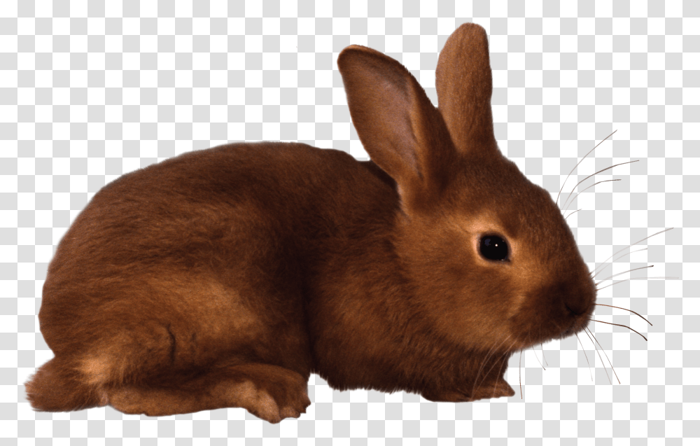 Free Clipart Rabbit Today Free Clipart Of Rabbit, Rodent, Mammal, Animal, Hare Transparent Png