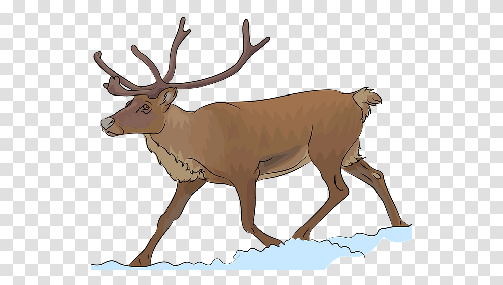 Free Clipart Reindeer, Elk, Wildlife, Mammal, Animal Transparent Png