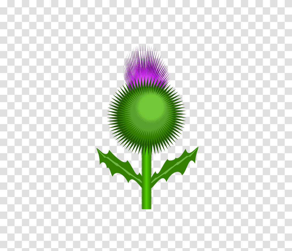 Free Clipart Scottish Thistle Kevie, Green, Plant, Flower, Leaf Transparent Png