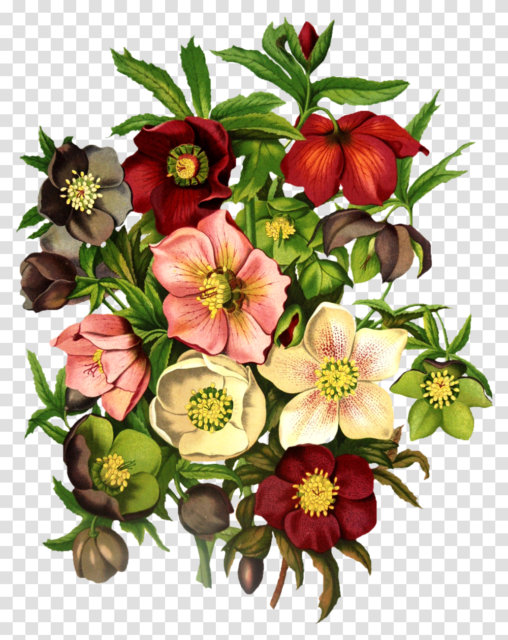 Free Clipart Spring Flowers, Plant, Blossom, Floral Design, Pattern Transparent Png