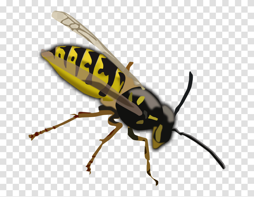 Free Clipart Wasp Pesasa, Bee, Insect, Invertebrate, Animal Transparent Png