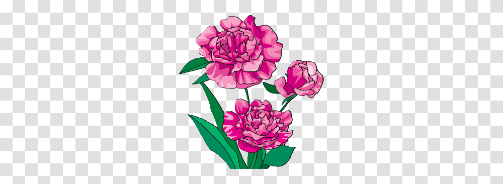 Free Cliparts Azaleas, Plant, Flower, Blossom, Carnation Transparent Png