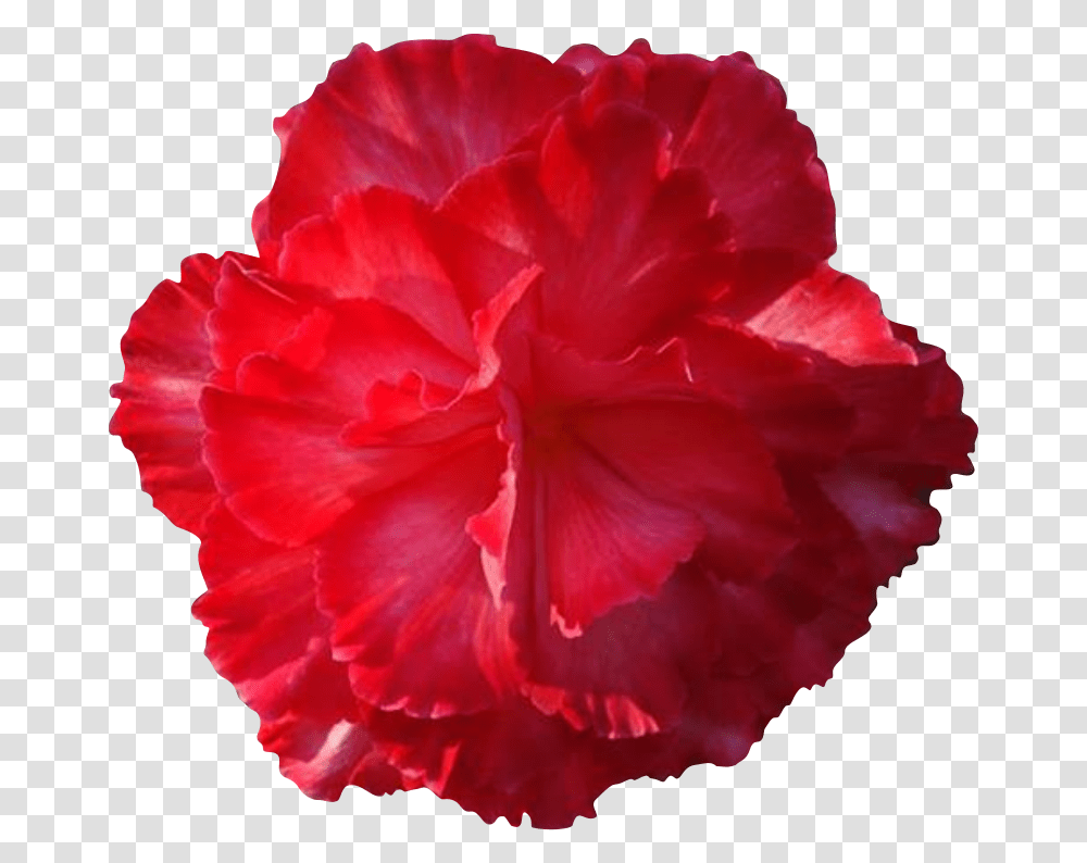 Free Cliparts Real Flowers Download Real Flowers, Plant, Rose, Blossom, Carnation Transparent Png