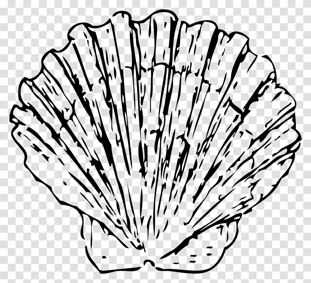 Free Conch Cliparts, Clam, Seashell, Invertebrate, Sea Life Transparent Png