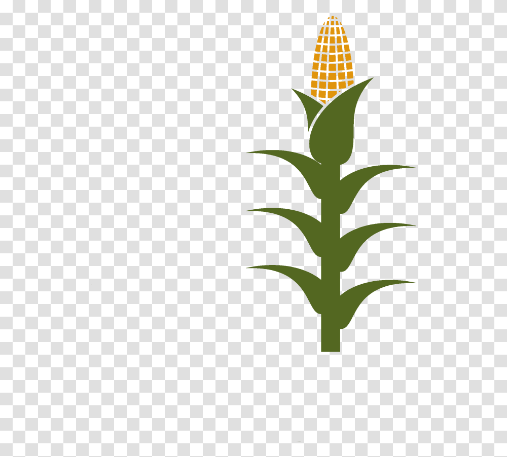 Free Corn Stalk Clipart, Plant, Vegetable, Food, Produce Transparent Png