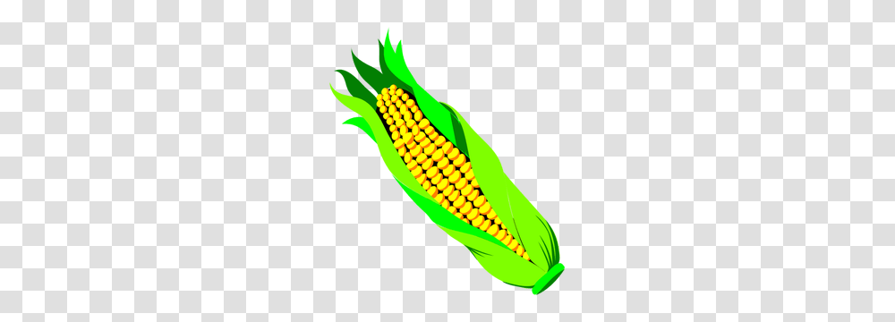 Free Corn Stalk Vector, Plant, Vegetable, Food Transparent Png