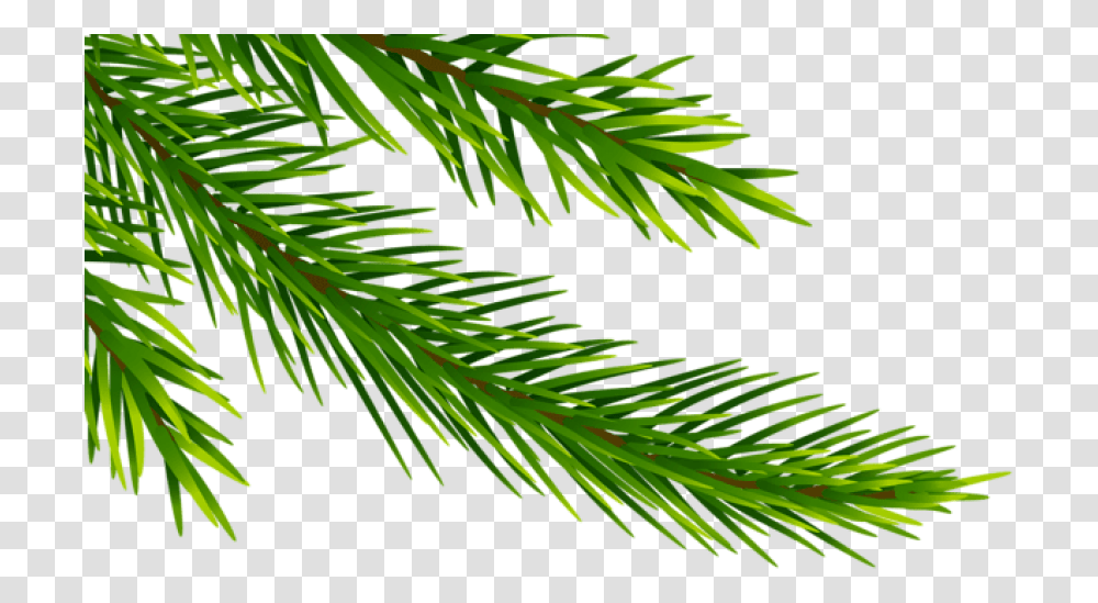 Free Corner Pine Branch Pine Tree Corner, Plant, Conifer, Fir, Abies Transparent Png