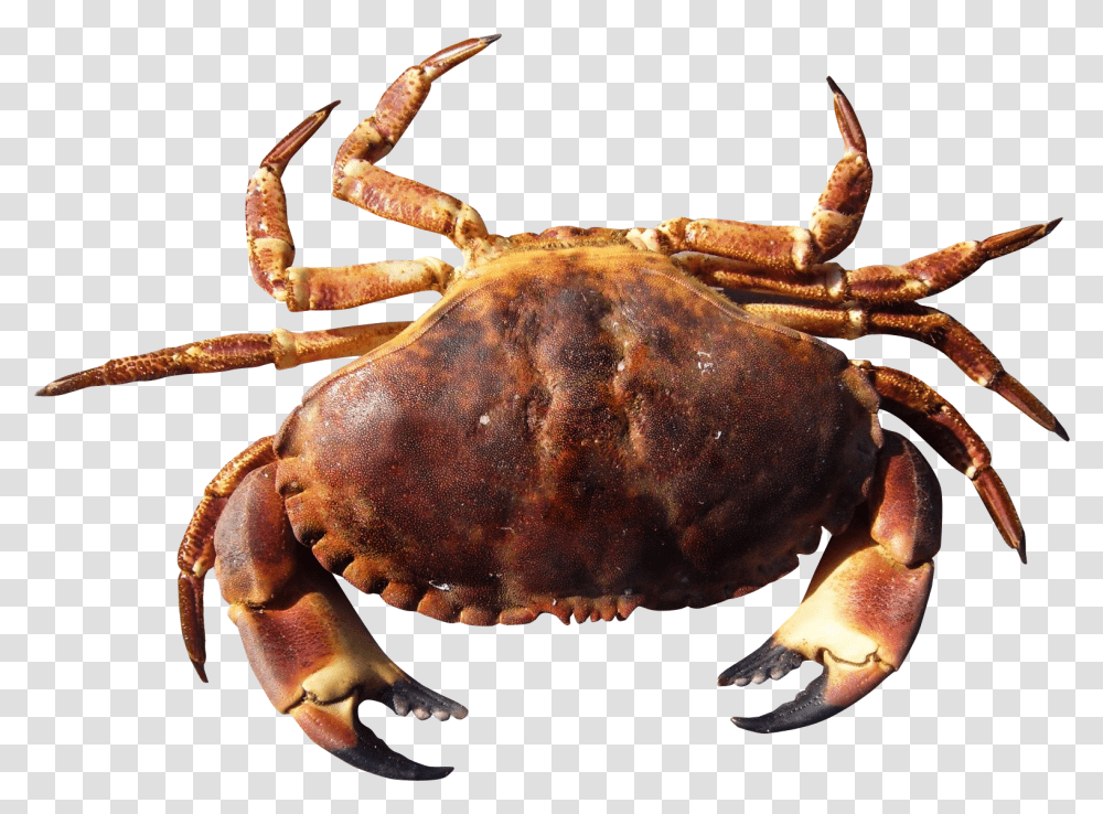 Free Crab Hd, Seafood, Sea Life, Animal, Lobster Transparent Png