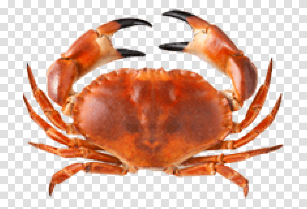 Free Crab Images Crabe, Seafood, Sea Life, Animal, King Crab Transparent Png