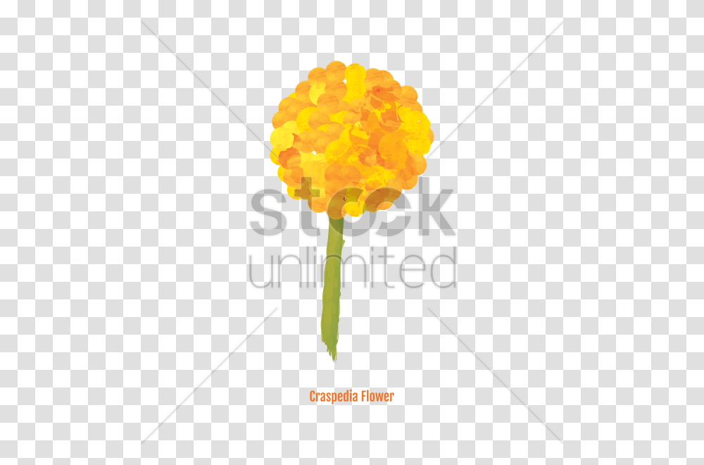 Free Craspedia Flower Vector Image, Flare, Light, Fire Transparent Png