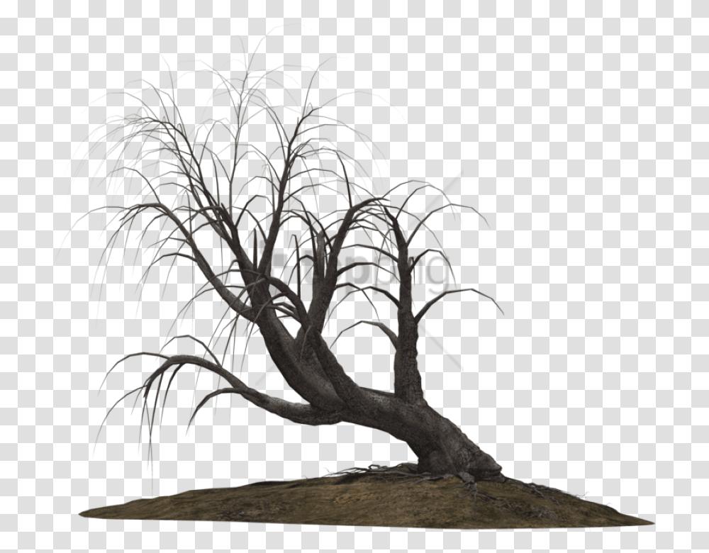 Free Creepy Trees Images Background Creepy Trees, Plant, Tree Trunk, Root Transparent Png