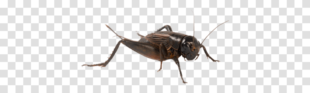 Free Cricket Insects Images Cricket, Invertebrate, Animal, Bird, Grasshopper Transparent Png