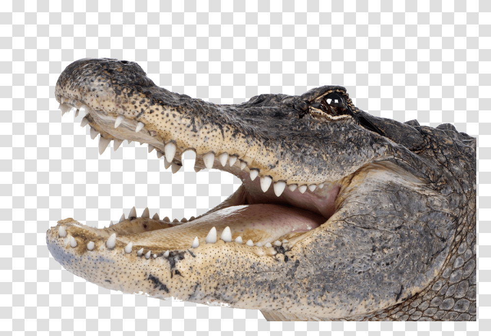 Free Crocodile Download Alligator, Lizard, Reptile, Animal Transparent Png