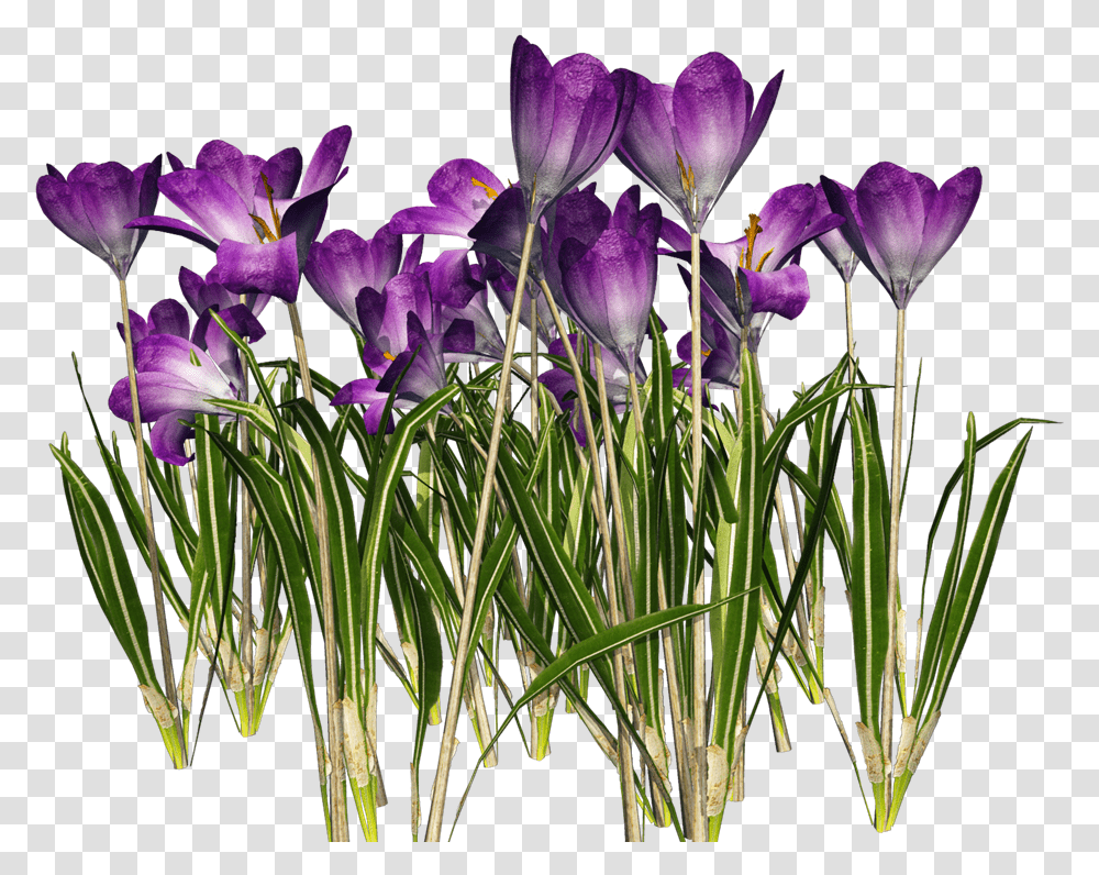 Free Crocus Cliparts Download Clip Art Flower May Clip Art, Plant, Blossom, Iris, Petal Transparent Png