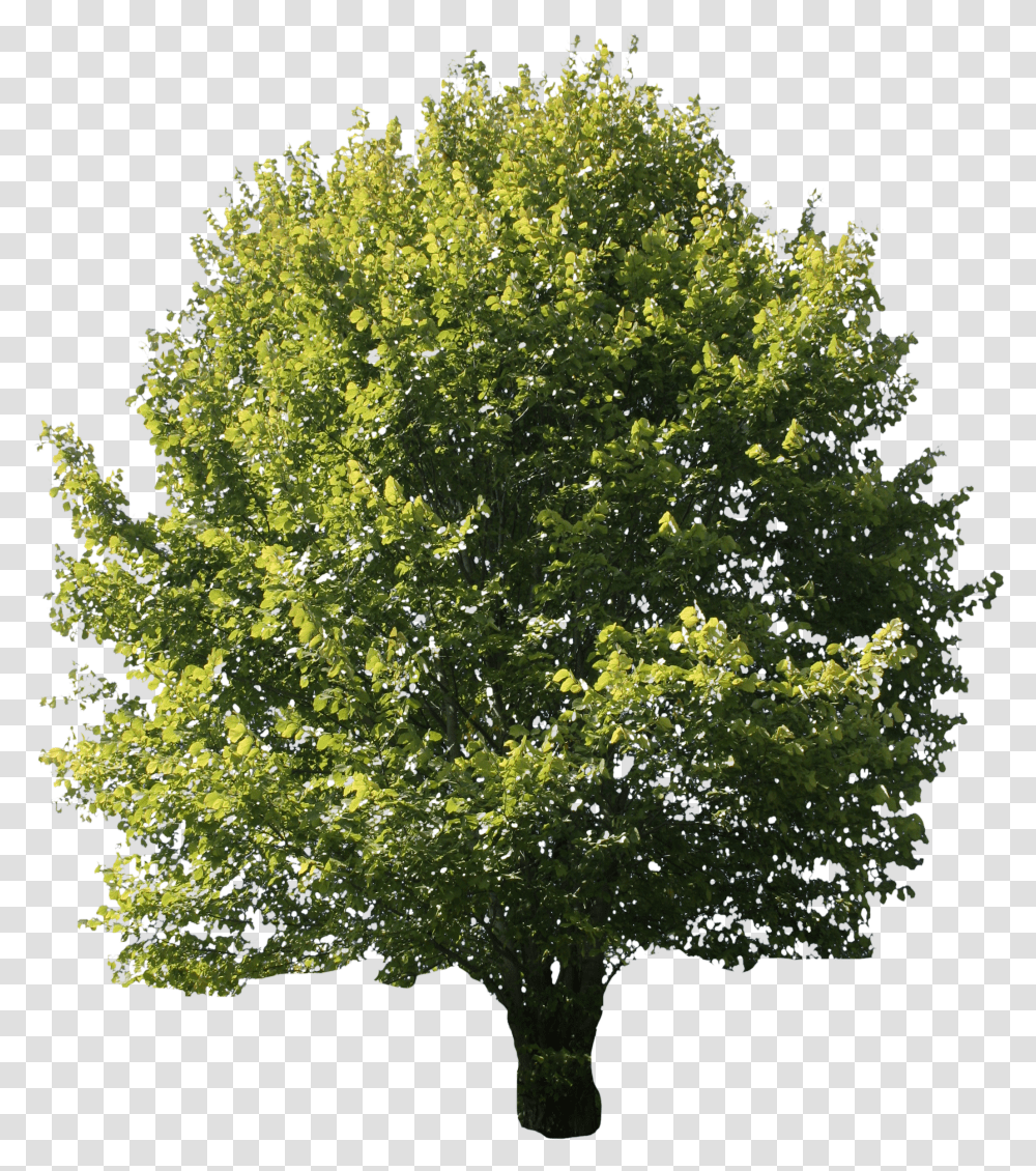 Free Cut Out People Trees And Leaves Background Oak Tree Transparent Png