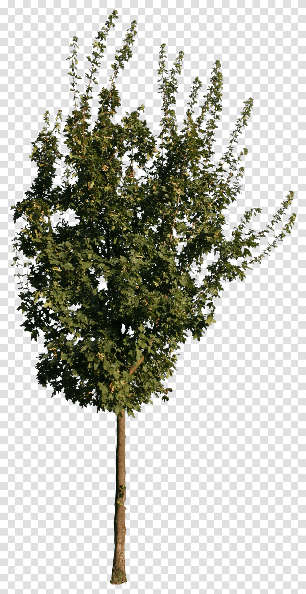 Free Cut Out People Trees And Leaves Tree Cutout Transparent Png