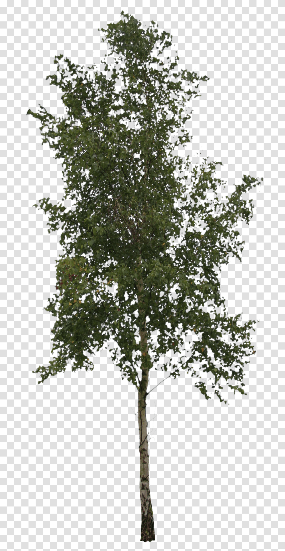 Free Cut Out Tree Birch People Trees And Leaves, Plant, Maple, Cross, Symbol Transparent Png