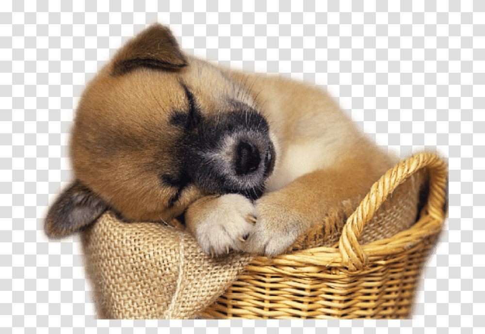 Free Cute Puppy In Basket Clip Art Free Clip Art Puppies, Dog, Pet, Canine, Animal Transparent Png