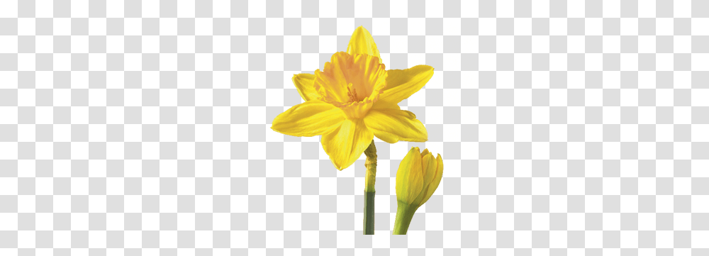 Free Daffodil Background Flower Daffodil, Plant, Blossom Transparent Png